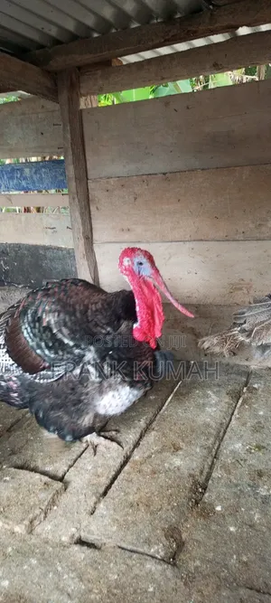 Hybrid Male Turkey