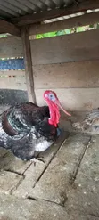 Hybrid Male Turkey - 2