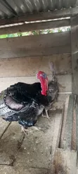 Hybrid Male Turkey - 3