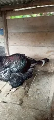 Hybrid Male Turkey - 4