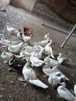 Muscovy Ducks for Sale