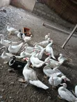 Muscovy Ducks for Sale - 1