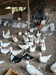Muscovy Ducks for Sale - 2