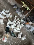 Muscovy Ducks for Sale - 3