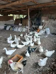Muscovy Ducks for Sale - 4