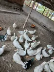 Muscovy Ducks for Sale - 5