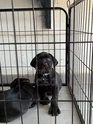 1-3 Month Male Purebred Cane Corso Puppies