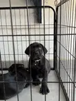 1-3 Month Male Purebred Cane Corso Puppies - 1