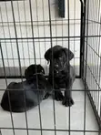1-3 Month Male Purebred Cane Corso Puppies - 2