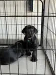 1-3 Month Male Purebred Cane Corso Puppies - 3