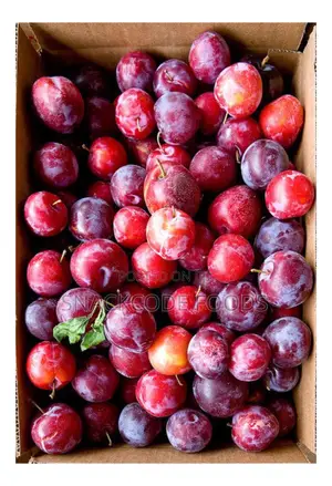 Fresh Plums - 5kg Carton