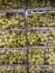 White Seedless Grapes - 500g x 11 Carton - 2