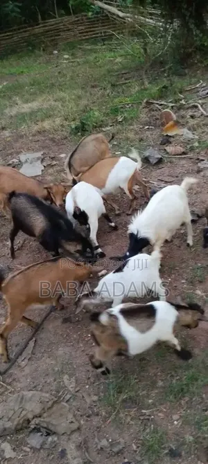 Healthy Goats for Sale