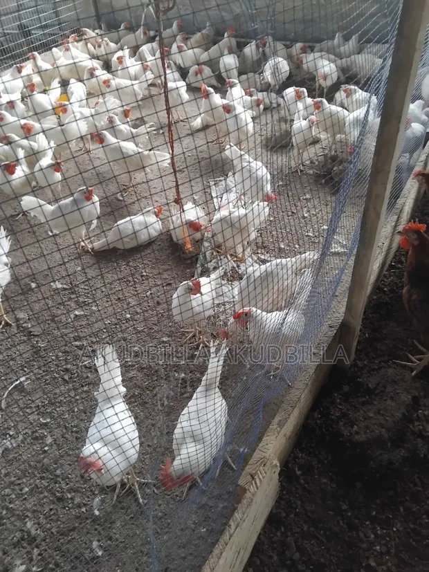 14 Weeks Novogen Pullets for Sale - 1