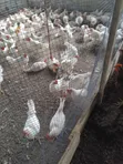 14 Weeks Novogen Pullets for Sale - 1