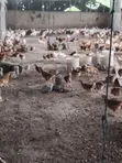 14 Weeks Novogen Pullets for Sale - 2