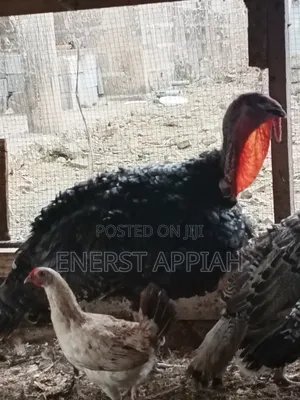 Efie Ne Fia Farms Male Turkeys