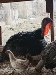 Efie Ne Fia Farms Male Turkeys - 1