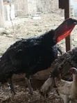 Efie Ne Fia Farms Male Turkeys - 2