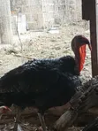Efie Ne Fia Farms Male Turkeys - 3