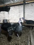 Efie Ne Fia Farms Male Turkeys - 4