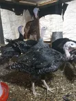 Efie Ne Fia Farms Male Turkeys - 5