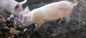 Pigs for Reproduction and Consumption
