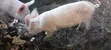 Pigs for Reproduction and Consumption - 1