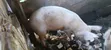 Pigs for Reproduction and Consumption - 2