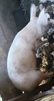 Pigs for Reproduction and Consumption - 3