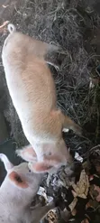 Pigs for Reproduction and Consumption - 4