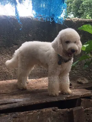 Pedigree Miniature Poodle Stud - Mating Services