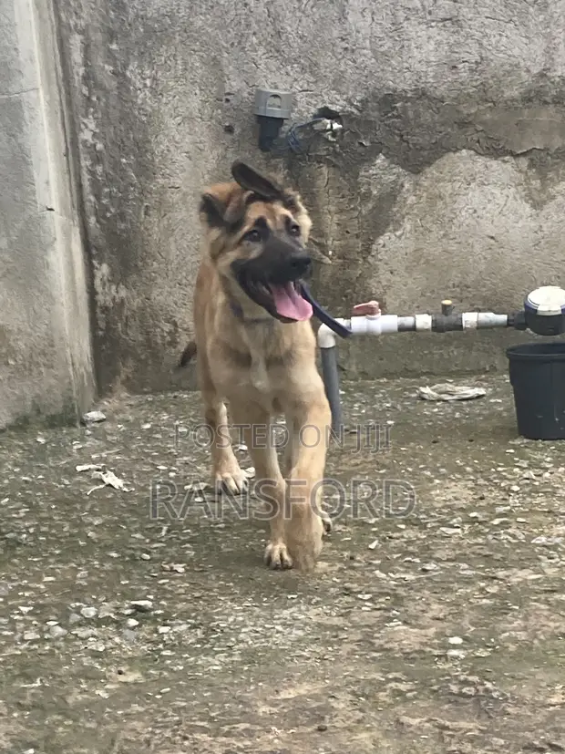 Female Purebred German Shepherd, 3-6 Months - 1