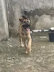 Female Purebred German Shepherd, 3-6 Months - 1