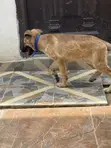 Female Purebred German Shepherd, 3-6 Months - 2