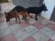Female Purebred German Shepherd, 3-6 Months - 3