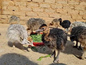 Ostrich Chicks - 10 Days Old, Imported from Belgium
