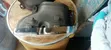 AMG Mercedes-Benz Exhaust Muffler - 1