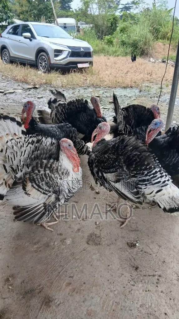 Mature Hybrid Turkeys for Sale - 1