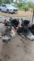 Mature Hybrid Turkeys for Sale - 1
