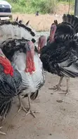 Mature Hybrid Turkeys for Sale - 2