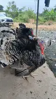 Mature Hybrid Turkeys for Sale - 3