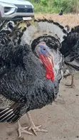 Mature Hybrid Turkeys for Sale - 4