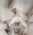 Fresh Frozen Octopus & Squid - 2