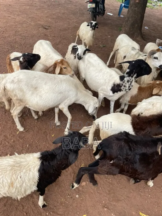Healthy Sheep for Sale - 1