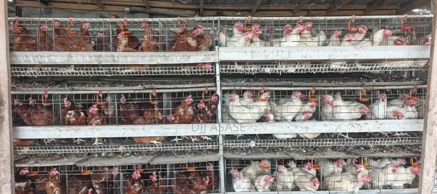 H-Type Battery Cages (3 Tiers, 120 Capacity) - 1
