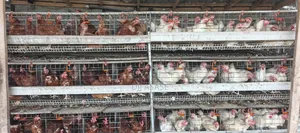 H-Type Battery Cages (3 Tiers, 120 Capacity)