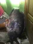 Fresh Tilapia - 1