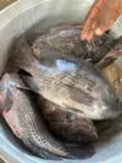 Fresh Tilapia - 2