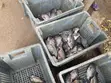 Fresh Tilapia - 3